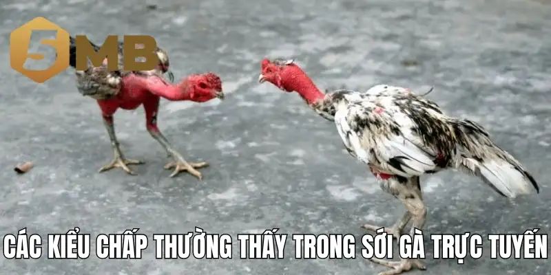 Các kiểu chấp thường thấy trong sới gà trực tuyến