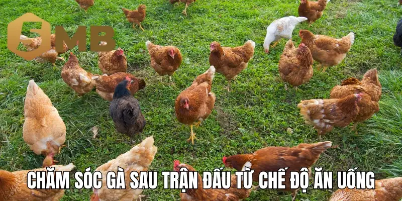 Chăm sóc gà sau trận đấu từ chế độ ăn uống