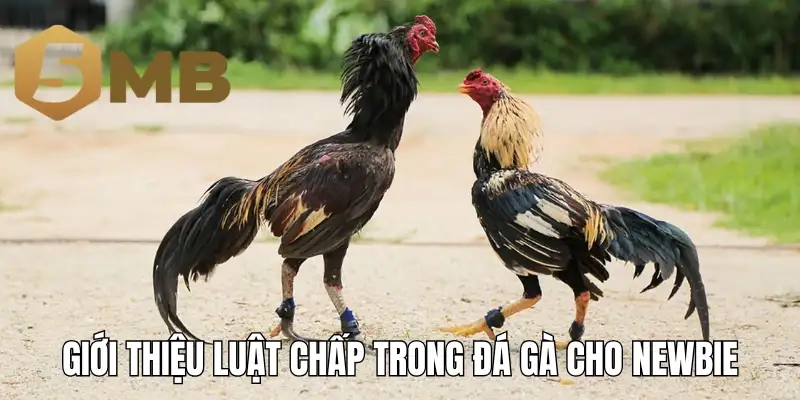 Giới thiệu luật chấp trong đá gà cho newbie
