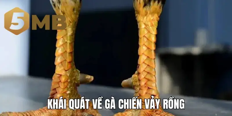 Khái quát về gà chiến vảy rồng