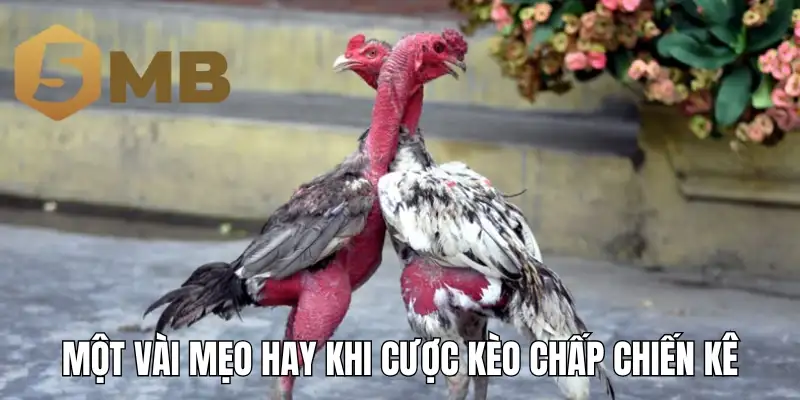 Một vài mẹo hay khi cược kèo chấp chiến kê