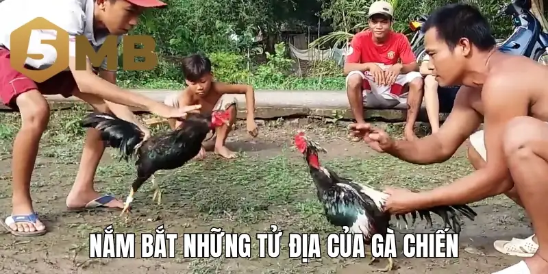 Nắm bắt những tử địa của gà chiến