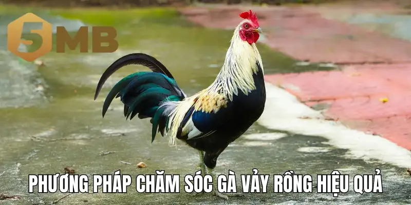 Phương pháp chăm sóc gà vảy rồng hiệu quả