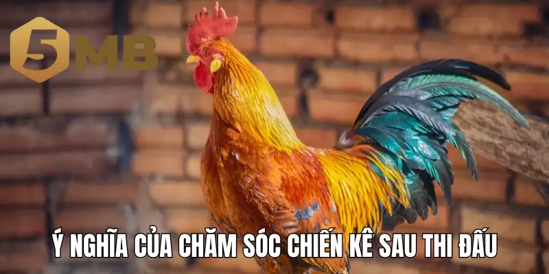 Ý nghĩa của chăm sóc chiến kê sau thi đấu